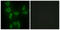 Isoleucyl-TRNA Synthetase 2, Mitochondrial antibody, LS-B8530, Lifespan Biosciences, Immunofluorescence image 