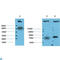 Heat Shock Protein Family A (Hsp70) Member 8 antibody, LS-C813210, Lifespan Biosciences, Western Blot image 