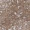 Tensin 2 antibody, HPA034659, Atlas Antibodies, Immunohistochemistry frozen image 