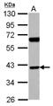 Sorting Nexin 7 antibody, NBP2-20450, Novus Biologicals, Western Blot image 