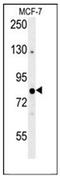 OXR1 antibody, AP53141PU-N, Origene, Western Blot image 