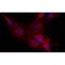 Neurocan antibody, MBS375211, MyBioSource, Immunofluorescence image 