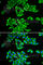 DEAD-Box Helicase 3 X-Linked antibody, A5637, ABclonal Technology, Immunofluorescence image 