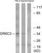 Olfactory Receptor Family 6 Subfamily C Member 3 antibody, GTX87473, GeneTex, Western Blot image 