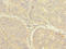 Recepin antibody, LS-C675541, Lifespan Biosciences, Immunohistochemistry paraffin image 