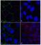 Tight Junction Protein 1 antibody, 710572, Invitrogen Antibodies, Immunofluorescence image 