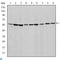 Apoptosis Inducing Factor Mitochondria Associated 1 antibody, LS-C812490, Lifespan Biosciences, Western Blot image 