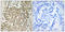 Centrosomal Protein 350 antibody, LS-C119838, Lifespan Biosciences, Immunohistochemistry frozen image 
