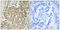 KIAA0480 antibody, LS-C119838, Lifespan Biosciences, Immunohistochemistry frozen image 