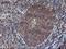 Phosphodiesterase 4B antibody, M02228, Boster Biological Technology, Immunohistochemistry paraffin image 