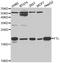 Ferritin Light Chain antibody, A1768, ABclonal Technology, Western Blot image 