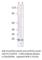 Interleukin 23 Subunit Alpha antibody, IL23P19-101AP, FabGennix, Western Blot image 