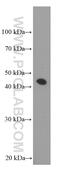 DUSP4 antibody, 66349-1-Ig, Proteintech Group, Western Blot image 
