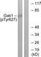 GRB2 Associated Binding Protein 1 antibody, TA311944, Origene, Western Blot image 