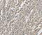 Ectodysplasin A2 Receptor antibody, MBS2526674, MyBioSource, Immunohistochemistry paraffin image 