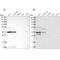 OTU Domain Containing 6B antibody, NBP1-85651, Novus Biologicals, Western Blot image 