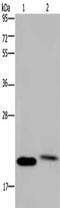 Ras antibody, CSB-PA981790, Cusabio, Western Blot image 