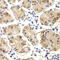 Chitinase 1 antibody, 18-448, ProSci, Immunohistochemistry frozen image 