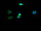 Phosphatidylinositol-4,5-Bisphosphate 3-Kinase Catalytic Subunit Alpha antibody, CSB-RA578819A0HU, Cusabio, Immunofluorescence image 