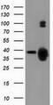 Growth Arrest Specific 7 antibody, GTX84465, GeneTex, Western Blot image 