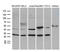 DnaJ Heat Shock Protein Family (Hsp40) Member B6 antibody, LS-C792549, Lifespan Biosciences, Western Blot image 