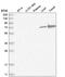 Heparan Sulfate 6-O-Sulfotransferase 2 antibody, HPA034626, Atlas Antibodies, Western Blot image 