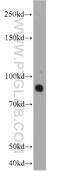 Protocadherin Alpha 5 antibody, 15270-1-AP, Proteintech Group, Western Blot image 