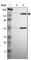 Forkhead Box E1 antibody, HPA005776, Atlas Antibodies, Western Blot image 