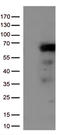 Interferon Regulatory Factor 3 antibody, LS-C792061, Lifespan Biosciences, Western Blot image 