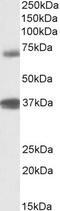 Tripartite Motif Containing 29 antibody, EB09814, Everest Biotech, Western Blot image 