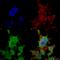 Trafficking Kinesin Protein 2 antibody, SMC-483D-P594, StressMarq, Immunocytochemistry image 