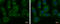 Seryl-tRNA synthetase, mitochondrial antibody, GTX119452, GeneTex, Immunofluorescence image 