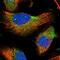 Transmembrane Channel Like 3 antibody, PA5-59130, Invitrogen Antibodies, Immunofluorescence image 