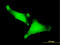Zinc Finger Protein 175 antibody, LS-C198488, Lifespan Biosciences, Immunofluorescence image 