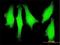 LIM Domain Only 1 antibody, H00004004-M01, Novus Biologicals, Immunofluorescence image 