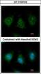 Triokinase And FMN Cyclase antibody, GTX103102, GeneTex, Immunofluorescence image 