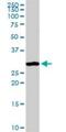 Annexin A4 antibody, H00000307-D01P, Novus Biologicals, Western Blot image 