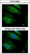 HRas Proto-Oncogene, GTPase antibody, GTX116041, GeneTex, Immunocytochemistry image 