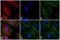 Mouse IgG1 antibody, A-21125, Invitrogen Antibodies, Immunofluorescence image 