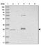 Mitochondrial Ribosomal Protein S15 antibody, PA5-55768, Invitrogen Antibodies, Western Blot image 