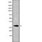 NK6 Homeobox 2 antibody, abx217188, Abbexa, Western Blot image 