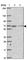 Myosin Light Chain Kinase 2 antibody, HPA059704, Atlas Antibodies, Western Blot image 