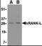 TNF Superfamily Member 11 antibody, NB100-80849, Novus Biologicals, Western Blot image 