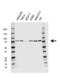 Heat Shock Protein Family A (Hsp70) Member 5 antibody, VMA00570, Bio-Rad (formerly AbD Serotec) , Western Blot image 