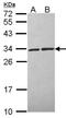 Calcyclin Binding Protein antibody, NBP2-15660, Novus Biologicals, Western Blot image 