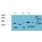 Microtubule Associated Protein 1 Light Chain 3 Alpha antibody, LS-B14650, Lifespan Biosciences, Western Blot image 