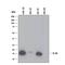 Interleukin 10 antibody, AF519, R&D Systems, Western Blot image 