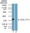 Interleukin 33 antibody, NBP2-24858, Novus Biologicals, Western Blot image 