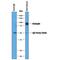 Endoglin antibody, AF6440, R&D Systems, Immunoprecipitation image 
