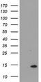 Coiled-Coil-Helix-Coiled-Coil-Helix Domain Containing 5 antibody, LS-C785574, Lifespan Biosciences, Western Blot image 